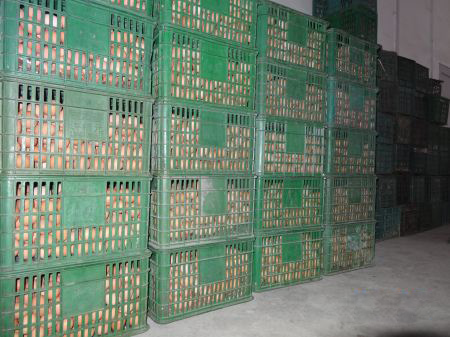 鮮蛋保鮮冷庫貯藏方法，雞蛋保鮮冷庫保鮮技術