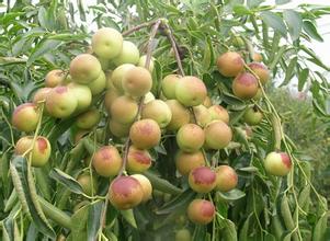 大棗、冬棗保鮮冷庫建造冷庫設計貯藏方法