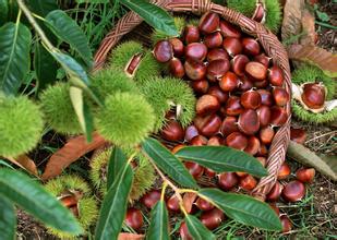 板栗冷庫保鮮貯藏方法、冷庫安裝冷庫設計