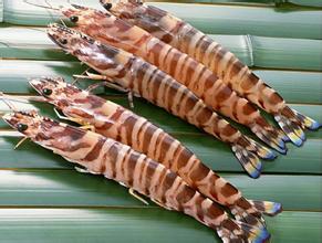 對蝦冷庫貯藏技術，低溫冷庫安裝