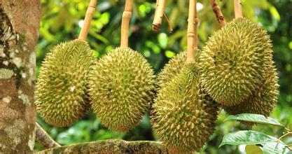 建一個200噸的榴蓮冷庫多少錢，榴蓮保鮮庫耗電量kw/h